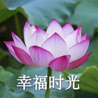 宝可梦探险寻宝内购破解版下载